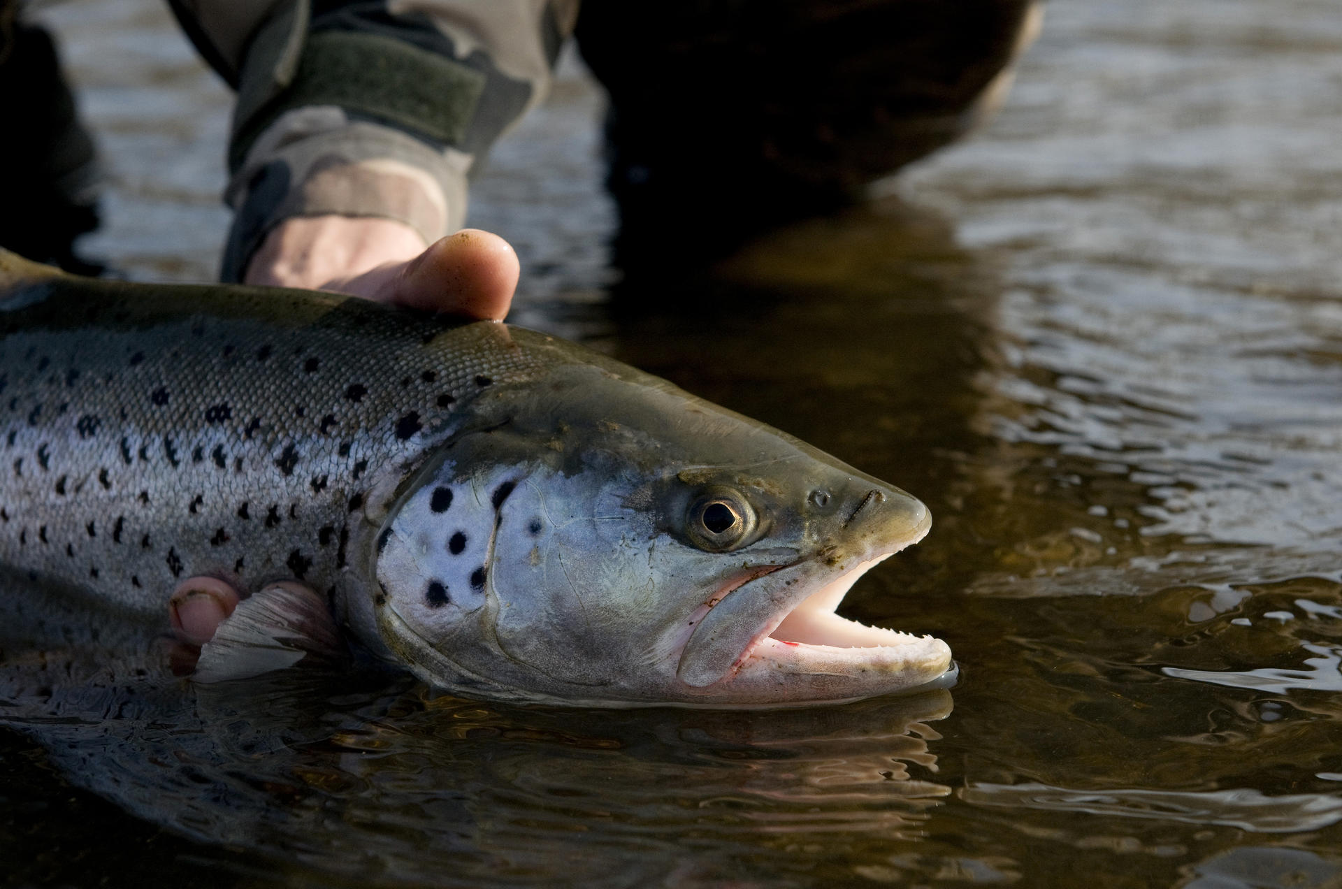 Les Salmonid S Association R Gionale De P Che Et De Protection Du